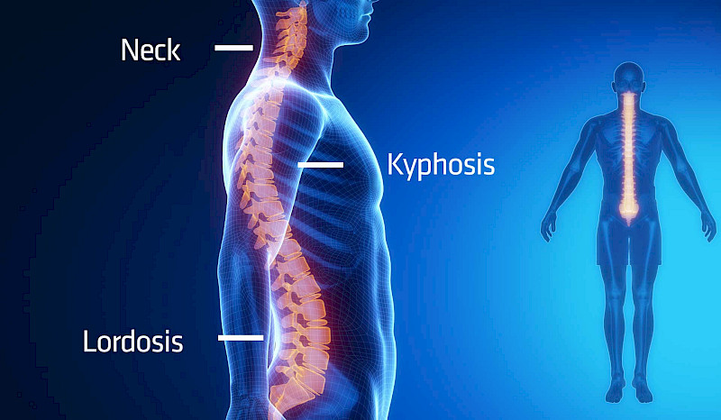 Spine, Source: iStock / Janulla