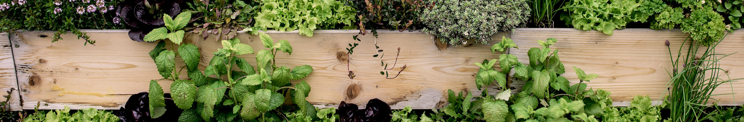 Fast überall findet sich Platz für Urban Farming. Bild: iStock